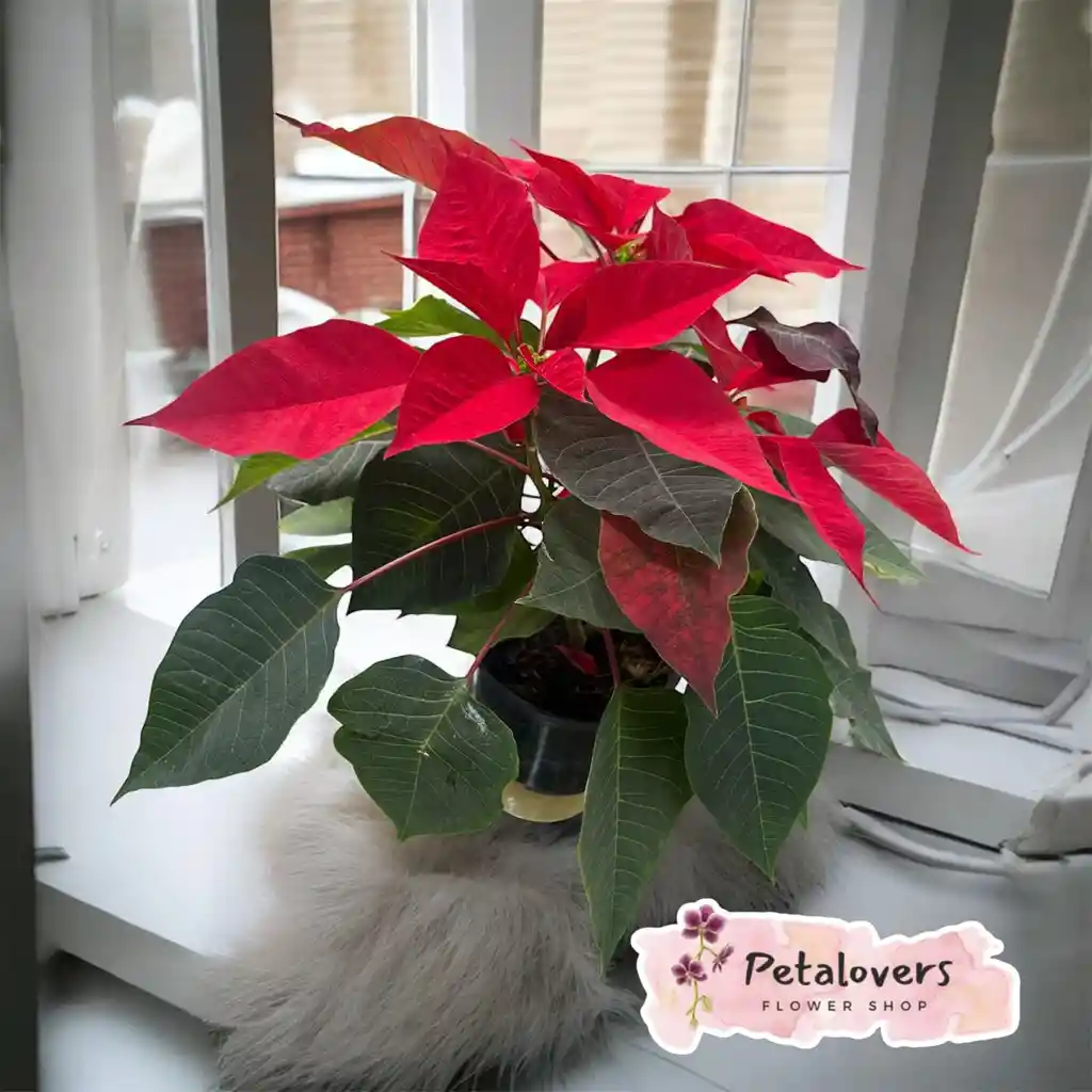 Poinsettia Navideña