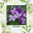 400 Semillas Orgánicas De Flor Alhelí De Dama