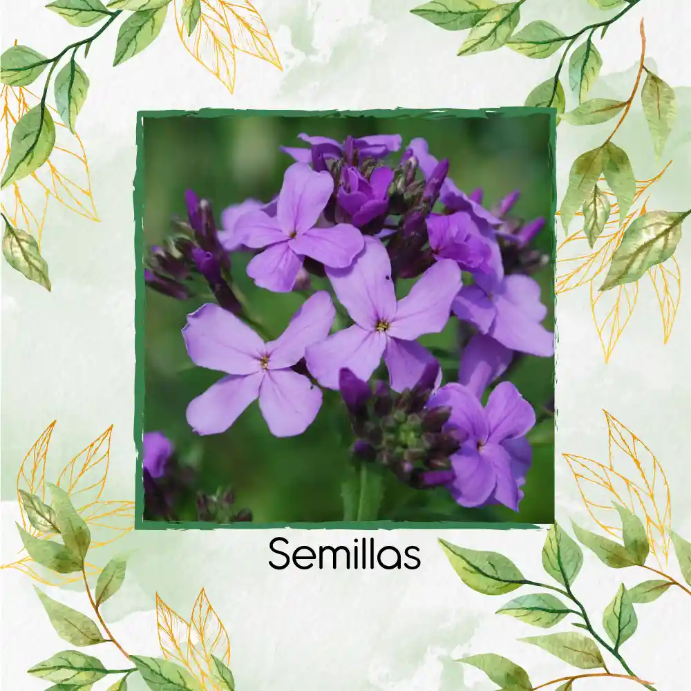 400 Semillas Orgánicas De Flor Alhelí De Dama