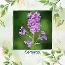 400 Semillas Orgánicas De Flor Alhelí De Dama