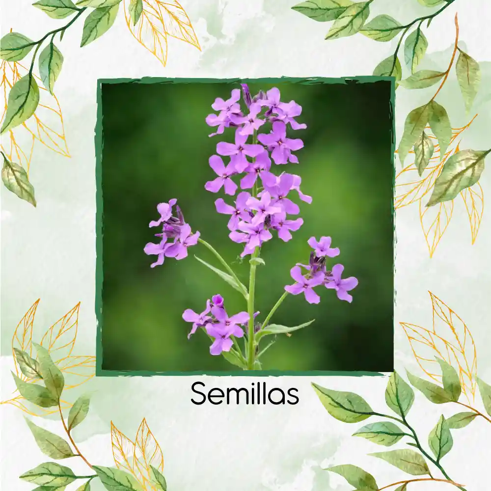 400 Semillas Orgánicas De Flor Alhelí De Dama