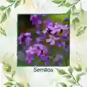 400 Semillas Orgánicas De Flor Alhelí De Dama