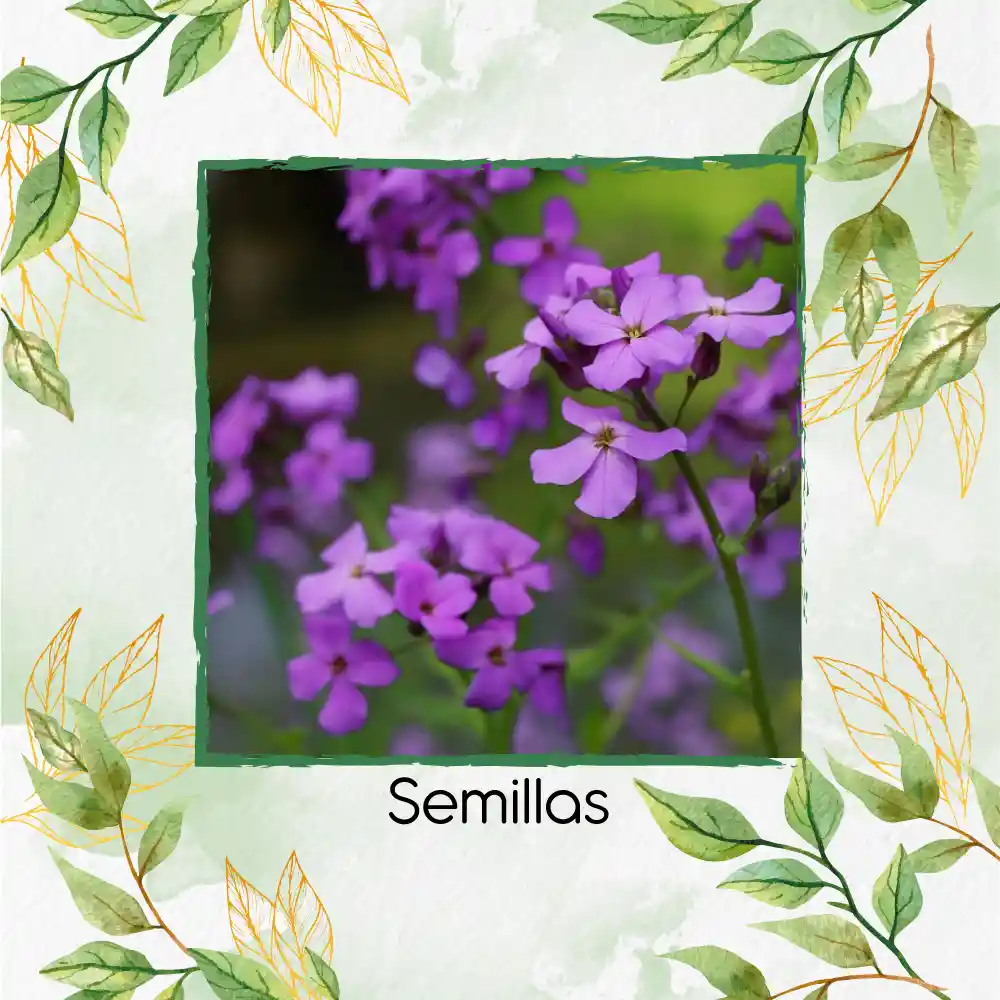 400 Semillas Orgánicas De Flor Alhelí De Dama