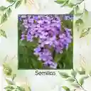 400 Semillas Orgánicas De Flor Alhelí De Dama