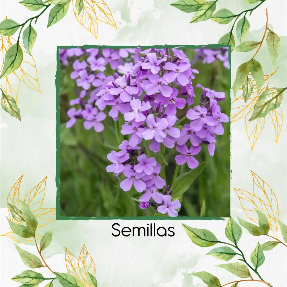 400 Semillas Orgánicas De Flor Alhelí De Dama