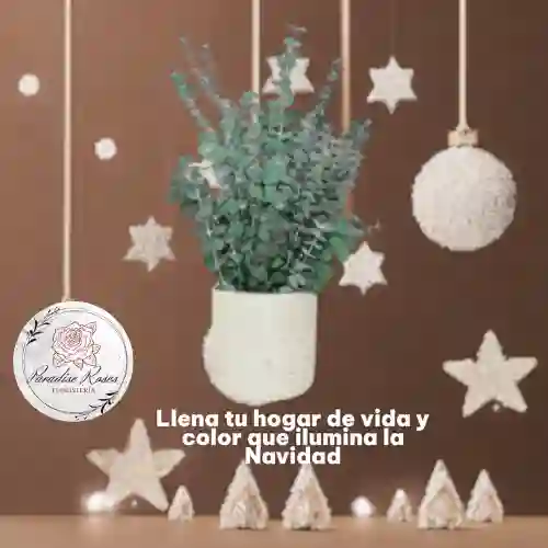 Eucalipto Fresco En Cilindro Pequeño