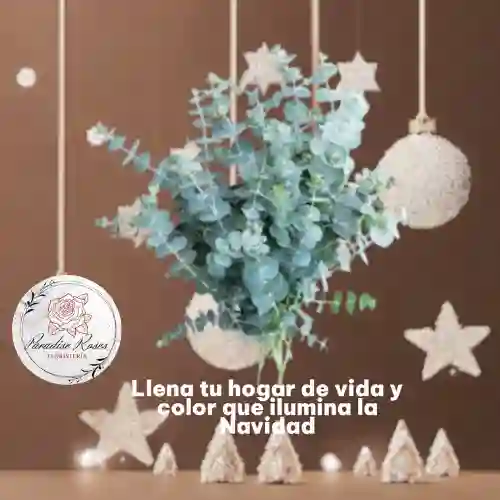 Paquete De Eucalipto Fresco (baby Blue)