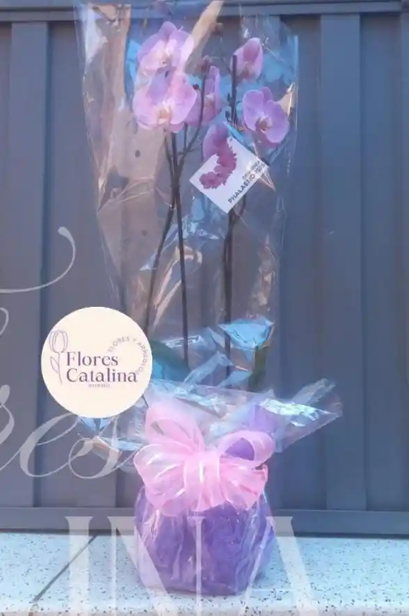 Orquidea Phalaenopsis