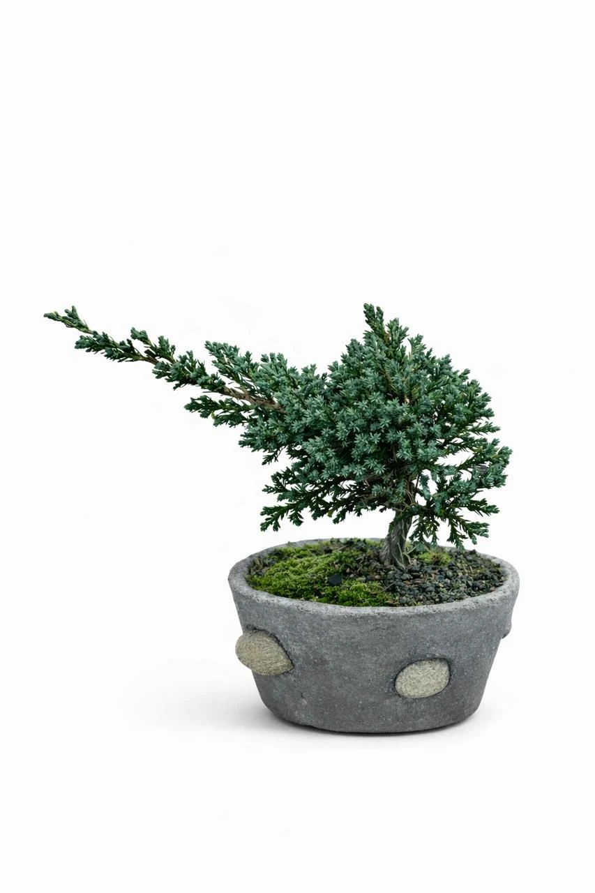 Bonsai De Pino Mini — Plantas. Arreglo floral de Flores Les Roses con envío a domicilio en Bogotá.