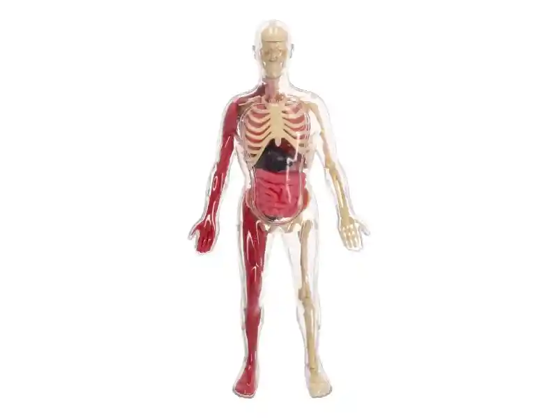 Kit Modelo A Escala Del Cuerpo Humano