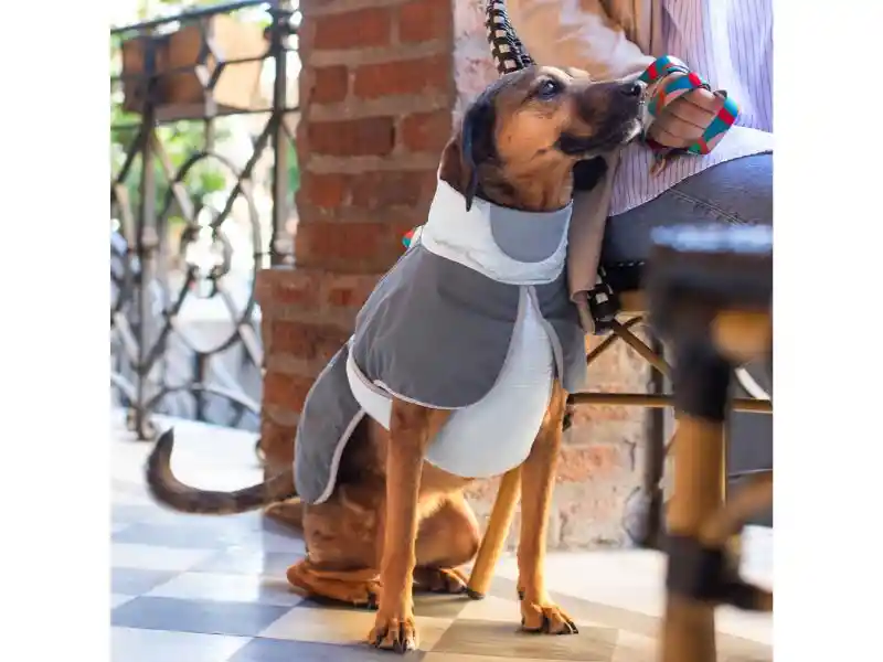 Chaqueta Impermeable Para Mascota M