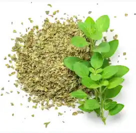 Oregano Escama