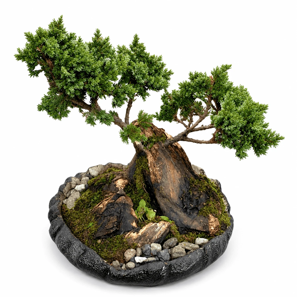 Bonsái De Pino Con Base Decorativa – Bosque