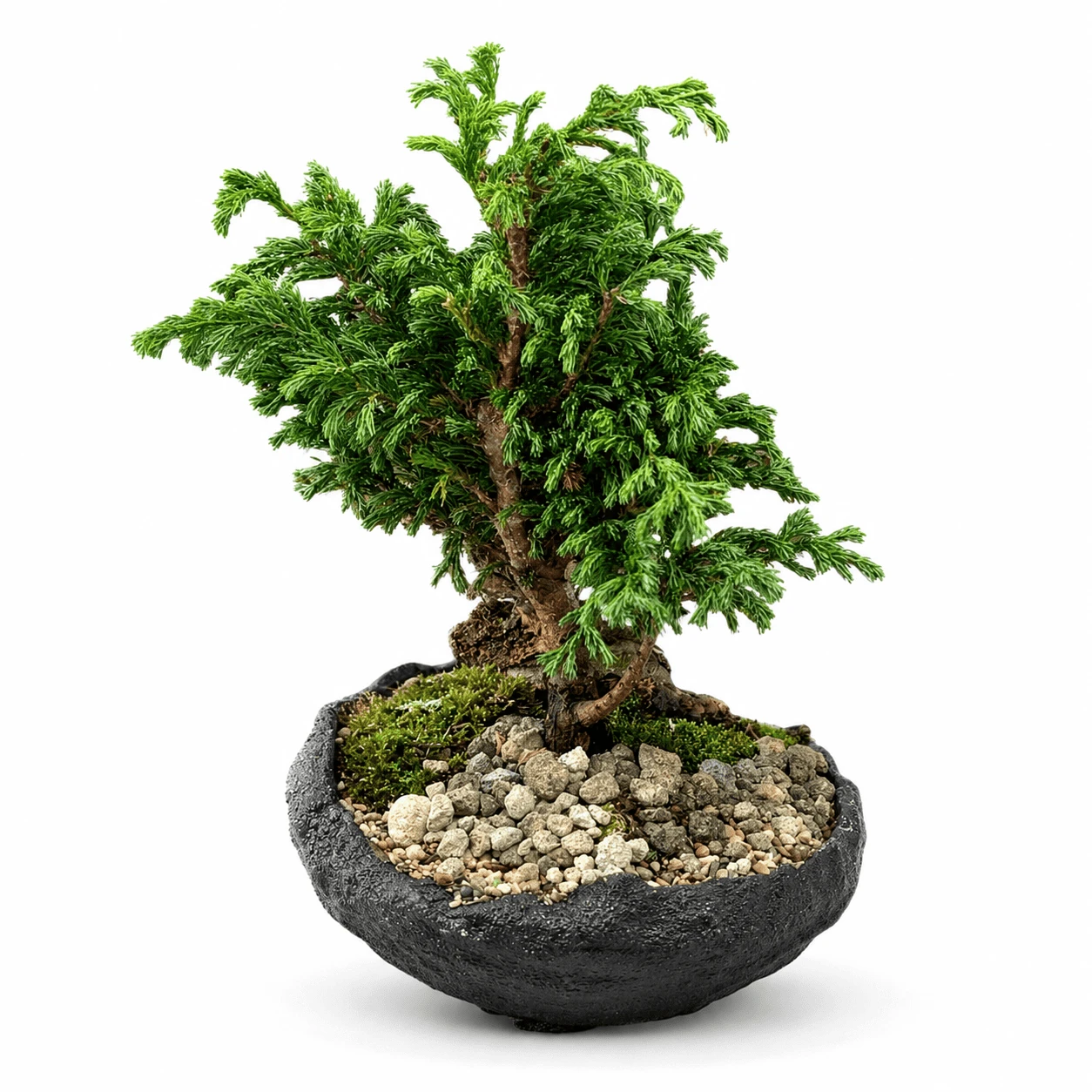 Bonsái De Pino Mediano Con Piedras Ornamentales — Plantas. Arreglo floral de Flores Les Roses con envío a domicilio en Bogotá.