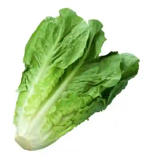 Lechuga Grande Batavia