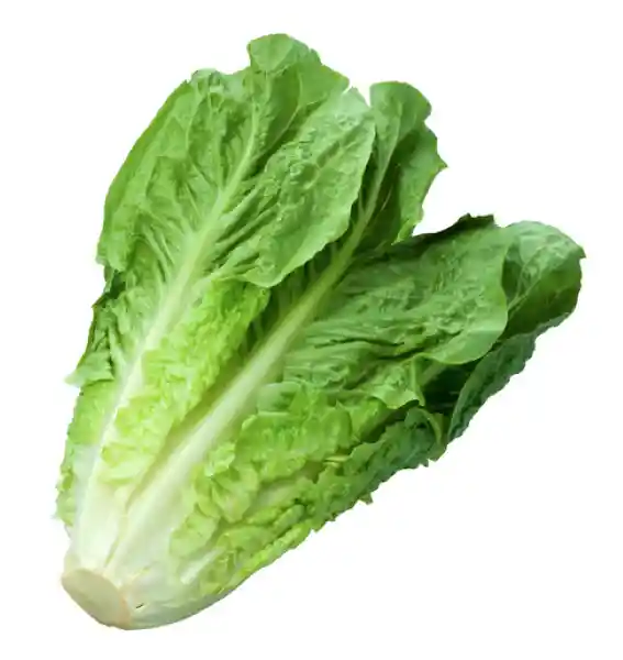Lechuga Grande Batavia