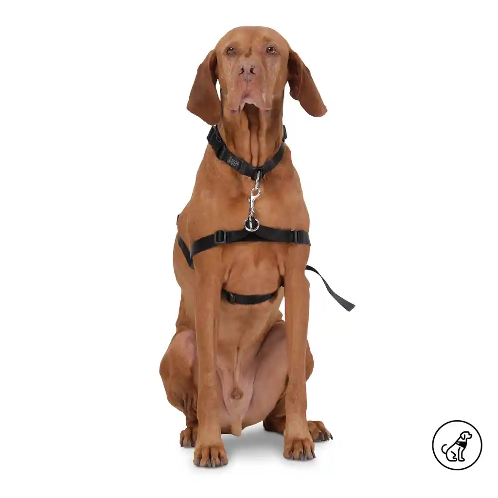 Arnes de Caminata Loky