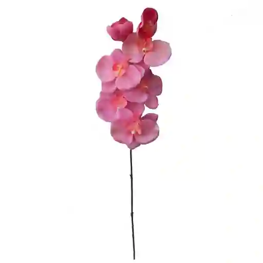 Orquidea Tl Fucsia Krea