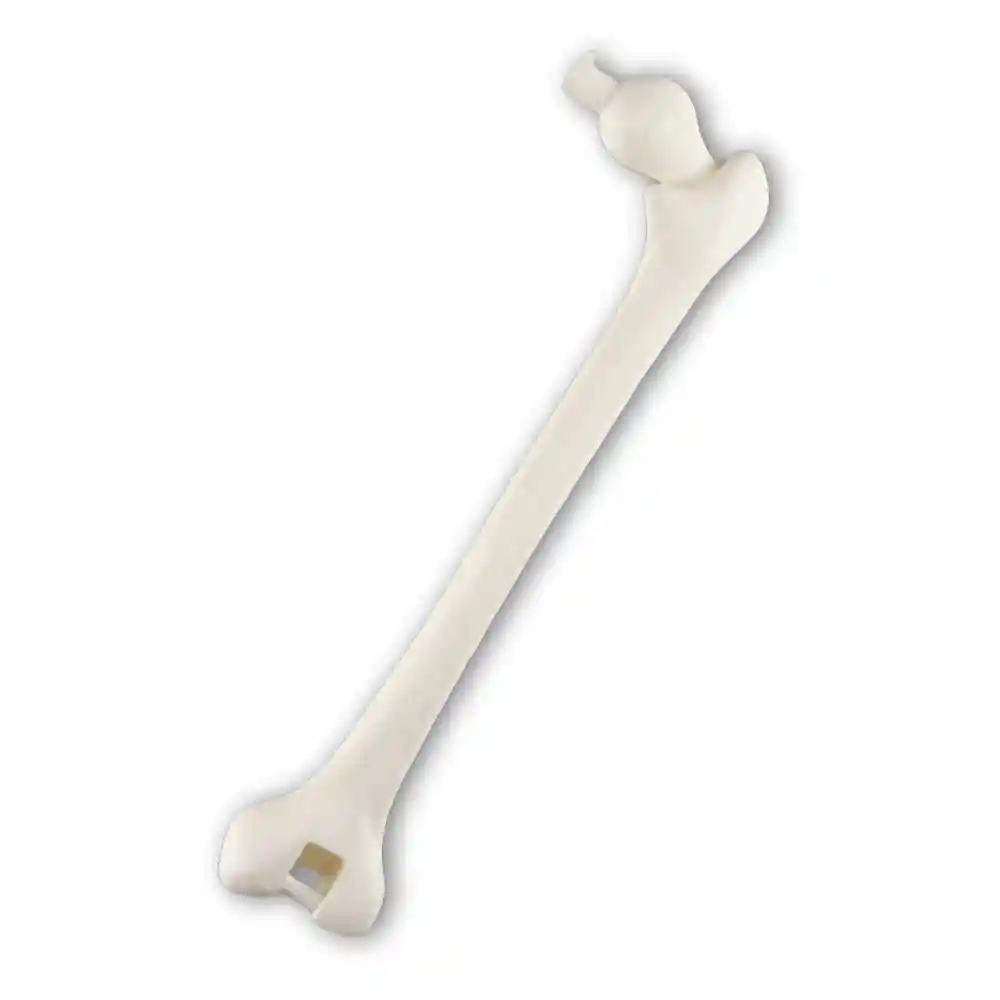 Fémur Izquierdo Rba