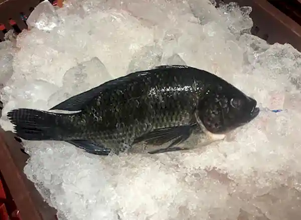 Mojarra Negra