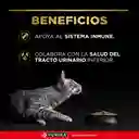 Comida para Gatos Adultos Purina Pro Plan x 1,5 kg