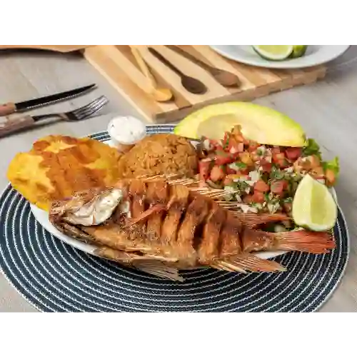 Tilapia