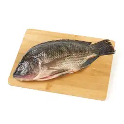 Tilapia Negra