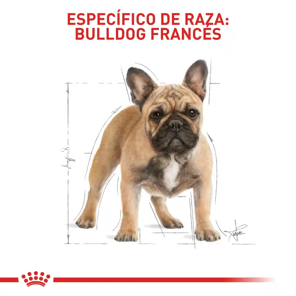 Royal Canin Alimento Para Perro Adulto Bulldog Francés 3 Kg