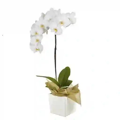 Orquídea Blanca Elegance en Matera
