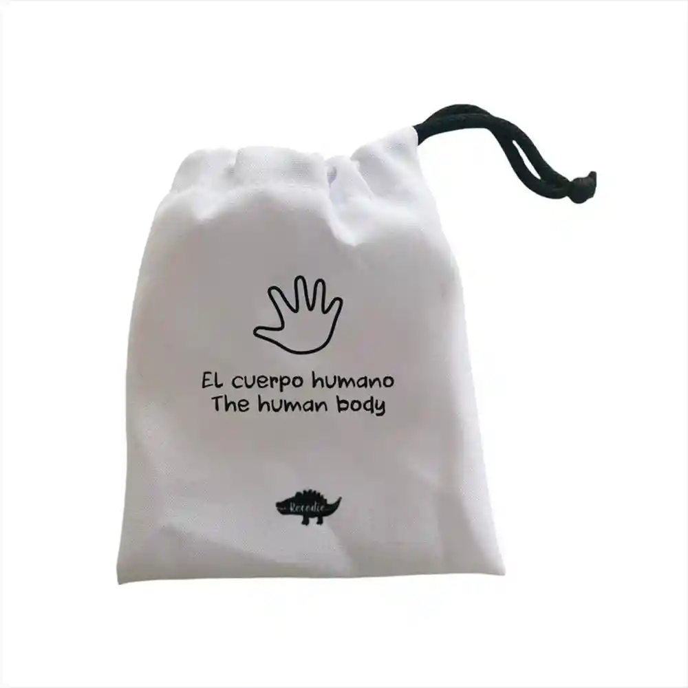 Flash Cards Cuerpo Humano