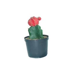 Cactus Injerto Colores Green Colors