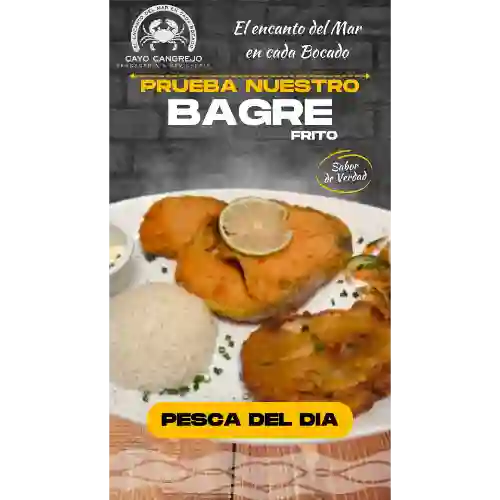 Bagre Pesca Del Dia