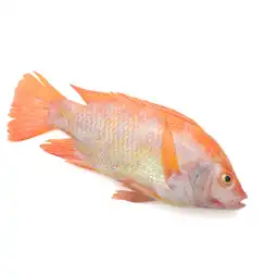 Tilapia Roja