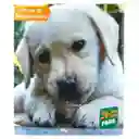 Animal Planet Tapete Para Perro60 X 58 Apd785002