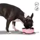 Bebedero Portátil Vito Minnie Mouse Para Mascota