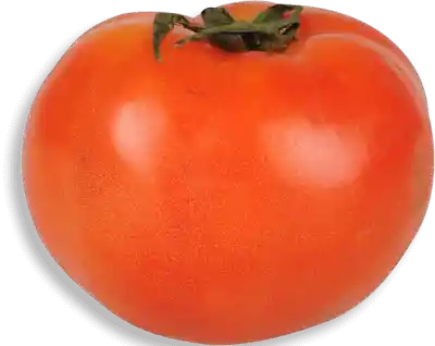 Tomate Larga Vida X Kl