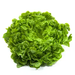 Lechuga Batavia