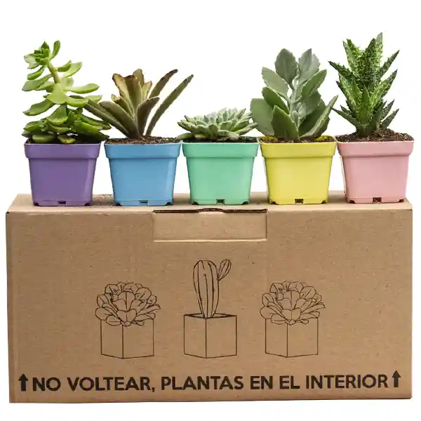 Caja de Suculentas Surtidas 5 Plantas