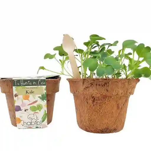 Kit Siembra En Casa Huerta De Microvegetales