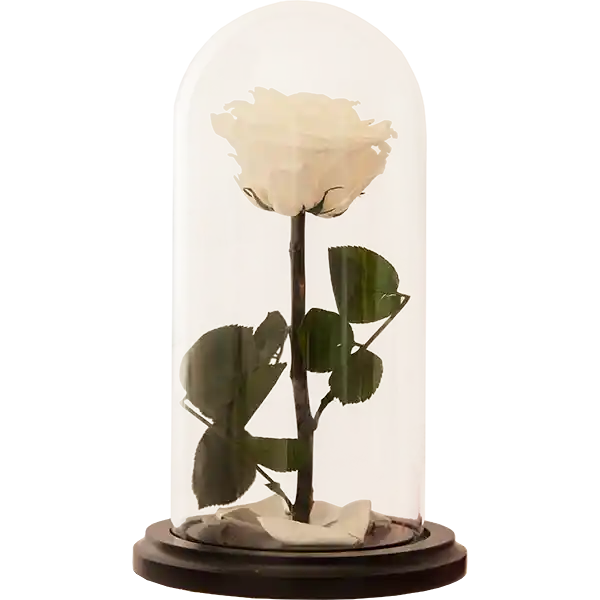 Rosa Encantada Premium Blanca