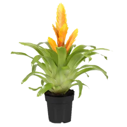 Bromelia pequeña