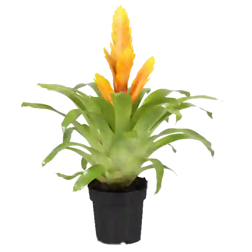 Bromelia pequeña