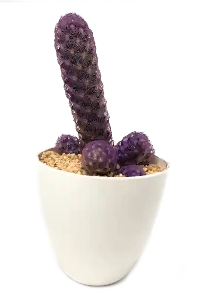Cactus De Color