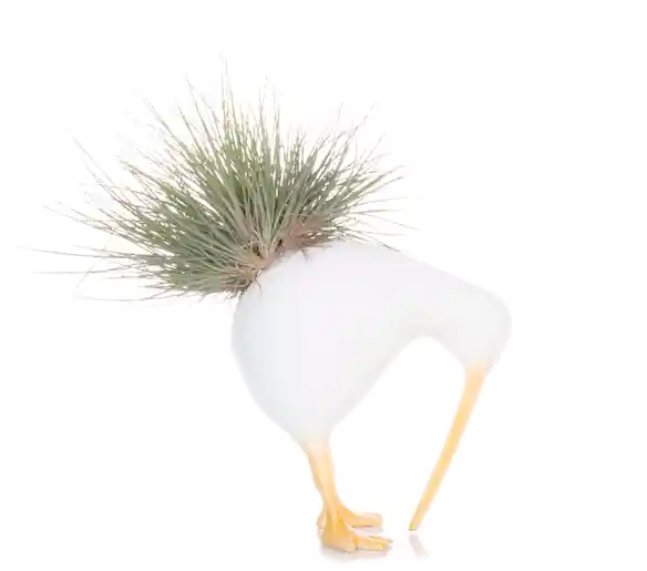 Kiwis