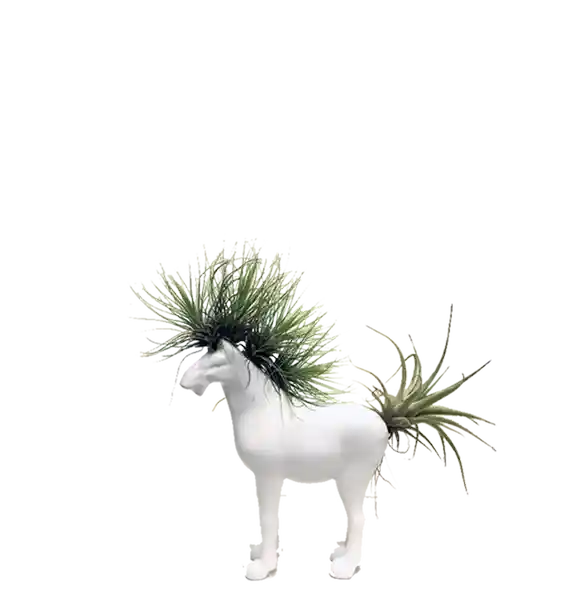 Planta Con Forma De Caballo Pequeño