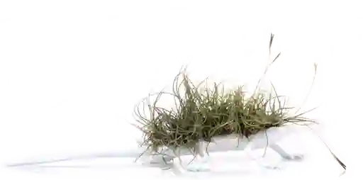Lagartija Con Tillandsia