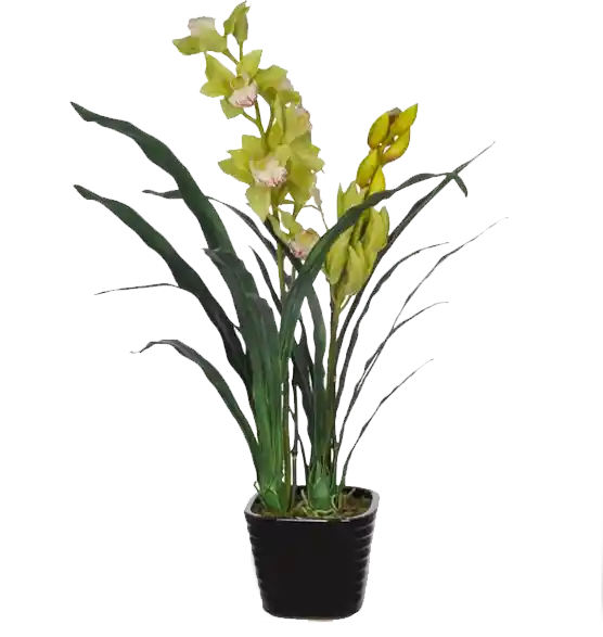 Orquidea cymbidium