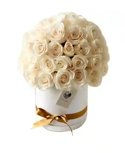 Caja blanca rosas blancas