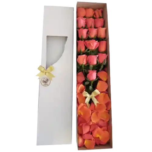 Caja larga 16 rosas salmón