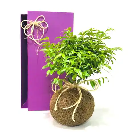 Guayacan Kokedama